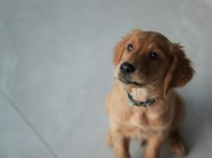 Best Automatic Dog Feeder for Scheduled Meals 2026