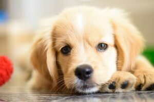 Puppy Teething Survival Guide: Relief Methods That Work