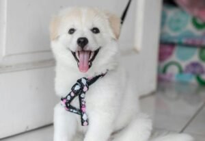 Golden Retriever Complete Care Guide 2026