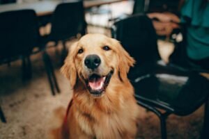 Dog Dental Care at Home: Brushing Techniques
