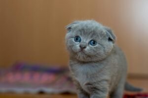 Complete Puppy Potty Training Guide: House Train in 7 Days