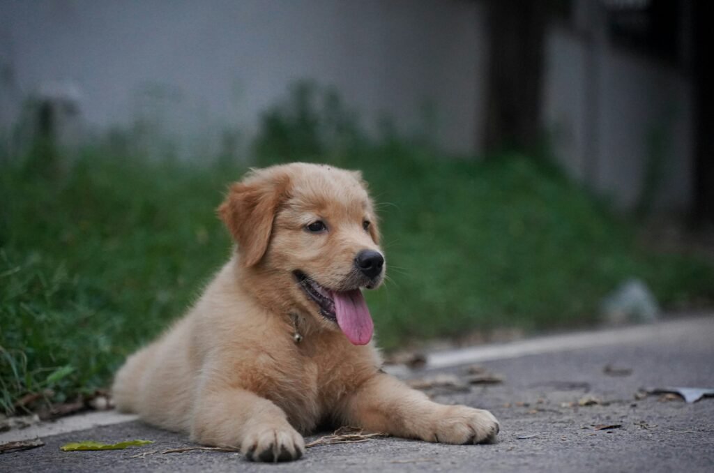 Dog Nail Trimming Guide: Cut Without Hitting Quick